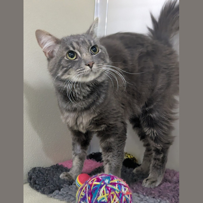 Photo of 🐾 Montague 6506 🐾