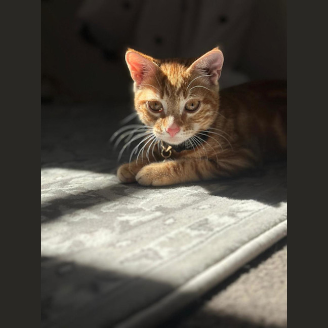 Photo of Apollo