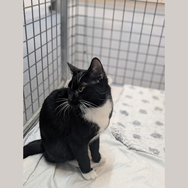 Photo of Daffy