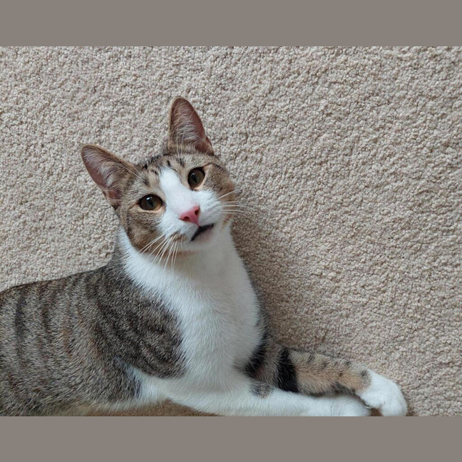 Photo of Henry