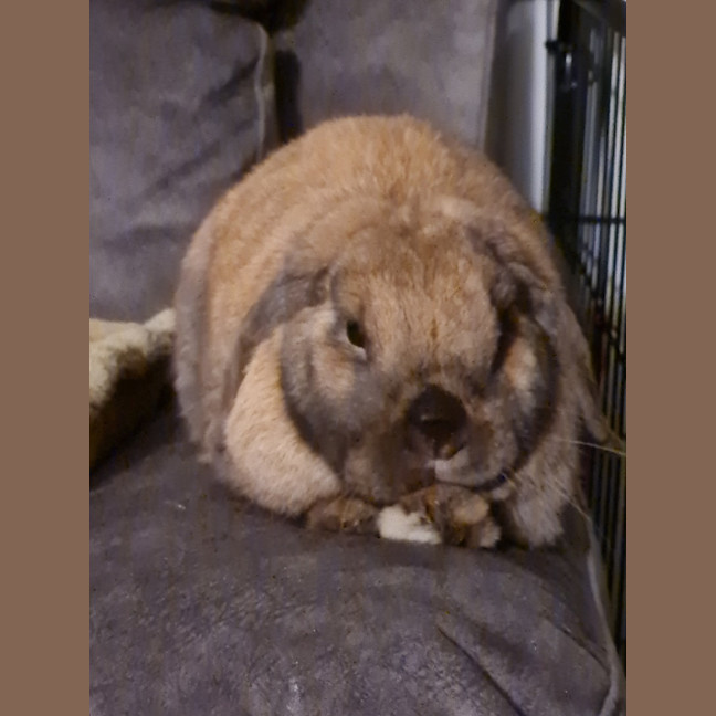 Photo of Ultimate Cookie