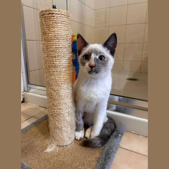 Photo of Willow