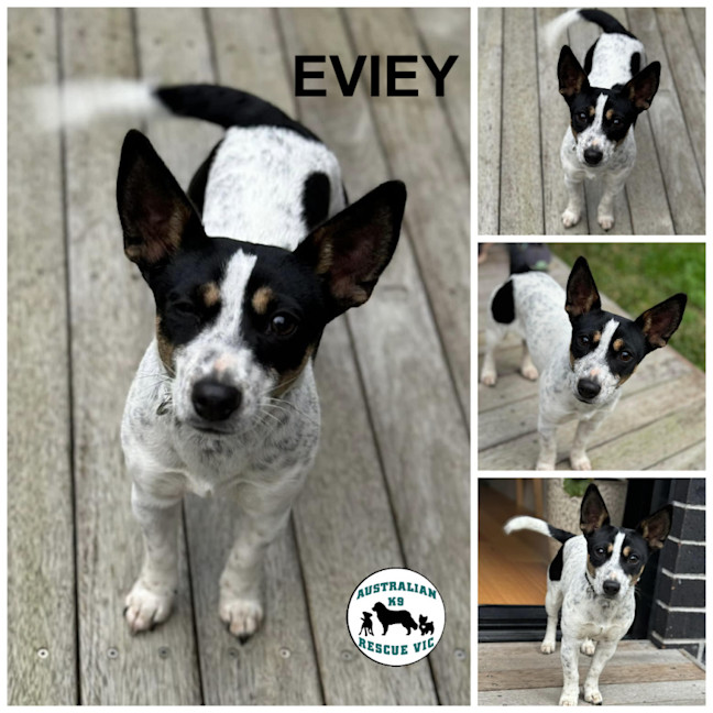 Photo of Eviey