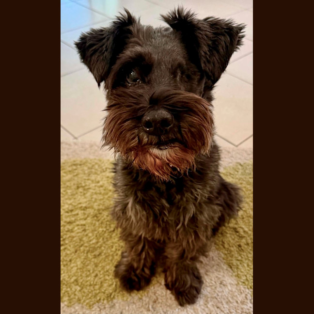 Photo of Ollie