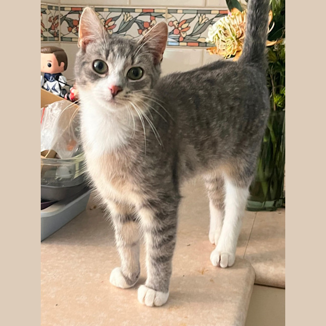 Photo of Basil & Oriana *9 Lives Project Rescue*