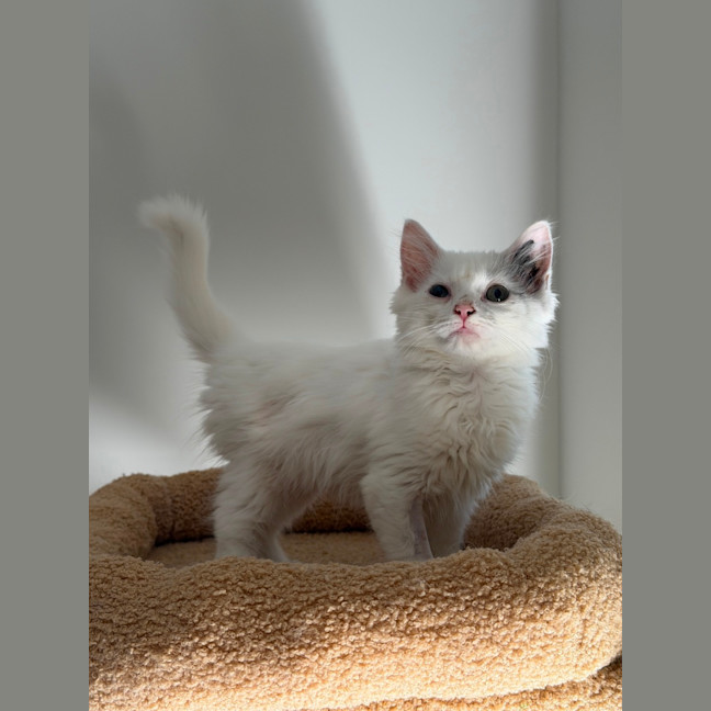 Photo of Lulu