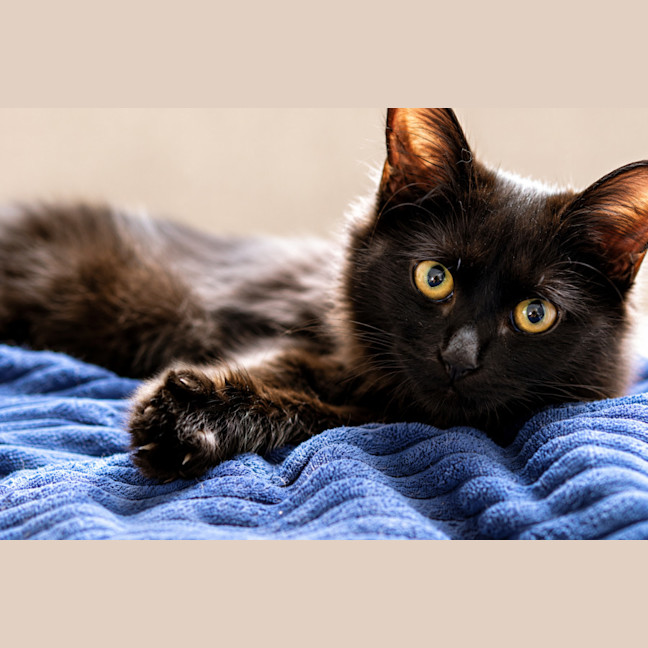Photo of Henrietta