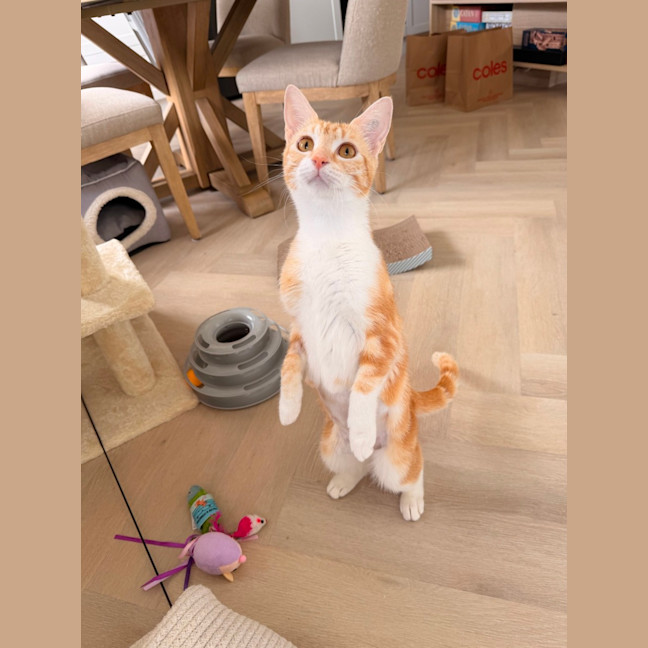 Photo of Mimosa