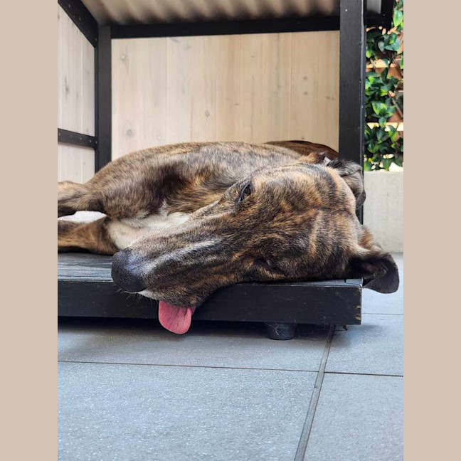 Photo of Tiger, The Adorable Greyhound