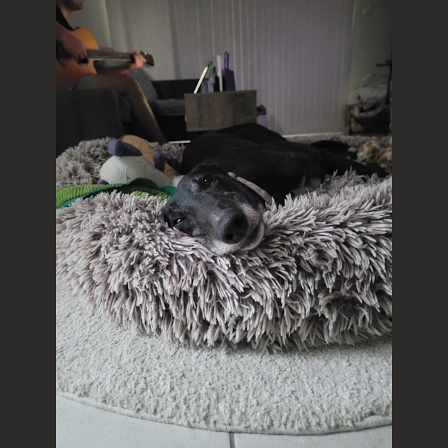 Photo of Flash, The Greyhound