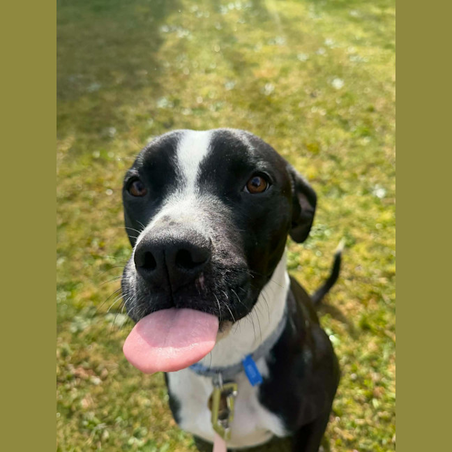 Photo of Bluey
