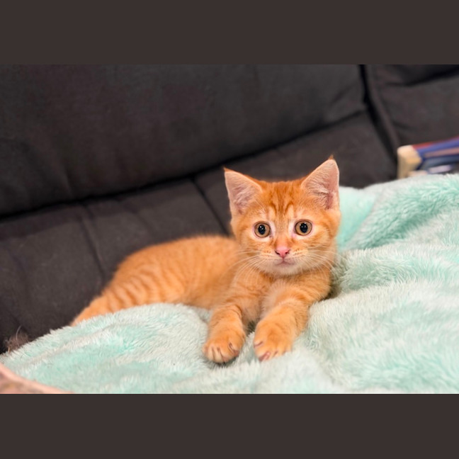 Photo of Jethro