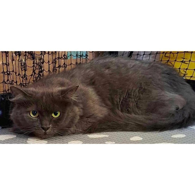 Photo of 12099   Bluebell