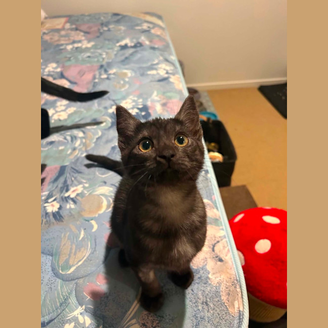 Photo of Velma
