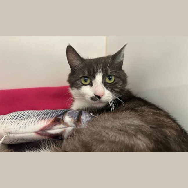 Photo of Meowgaret