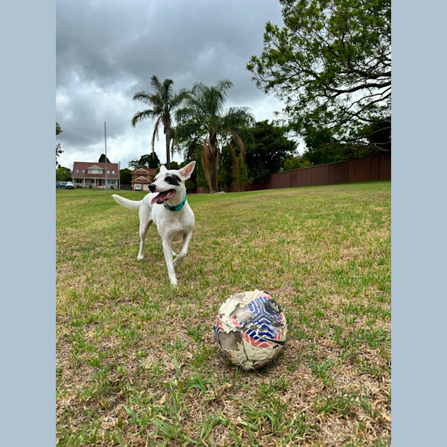 Photo of Luna Lou   2 Year Old Staffy X