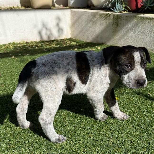 Photo of Bella