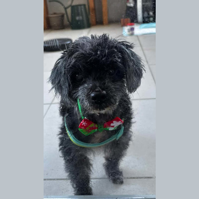 Photo of Riley