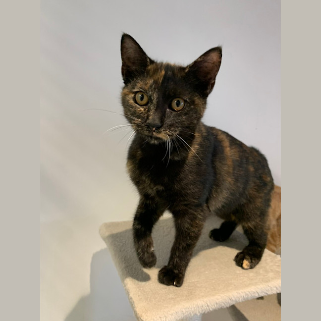 Photo of Veruca