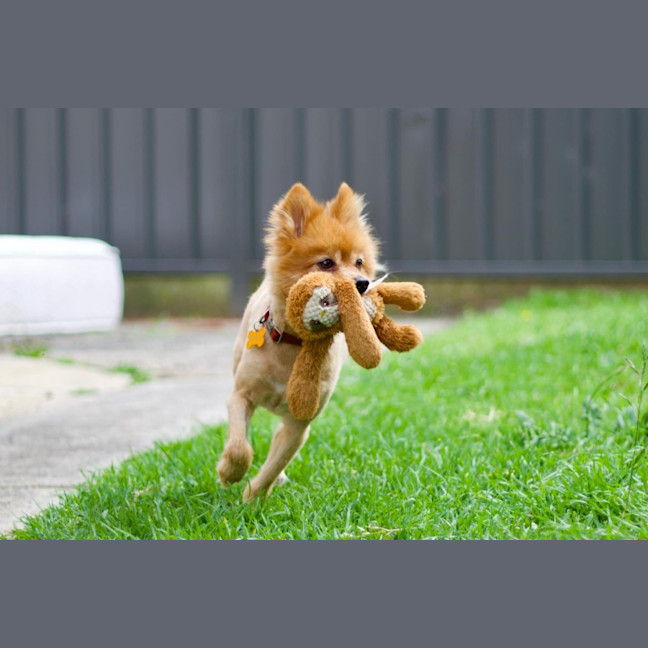 Photo of 🕺 Chewie 🕺