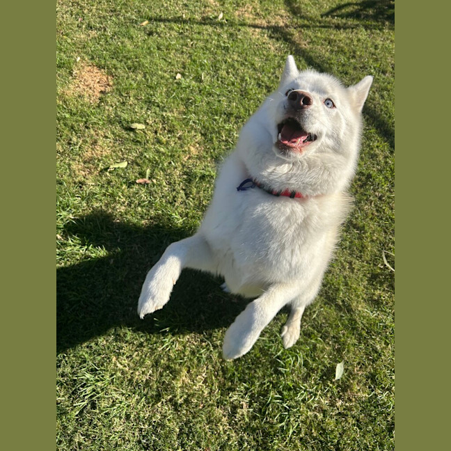Photo of Rufus