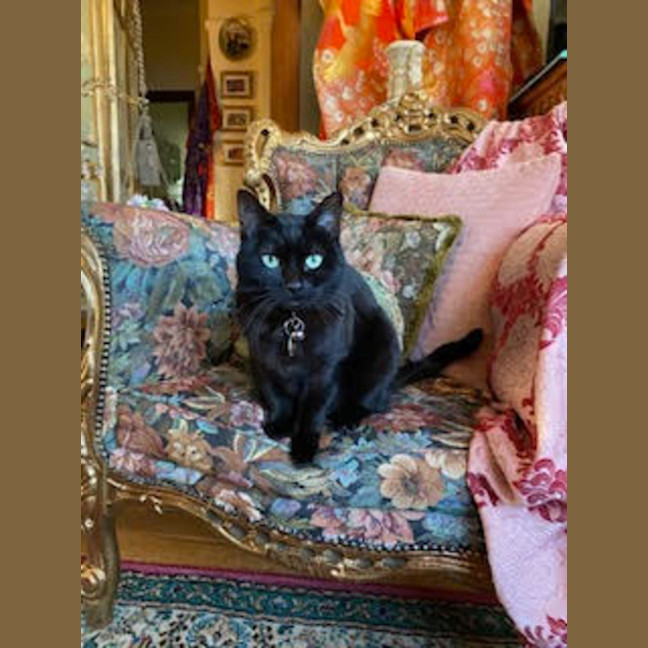 Photo of Luna Kitty   In Foster Care In Mount Martha