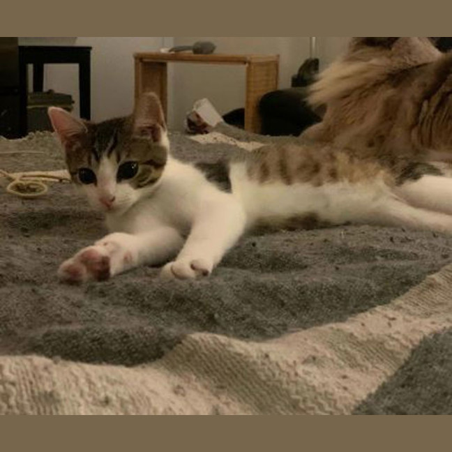 Photo of Uno