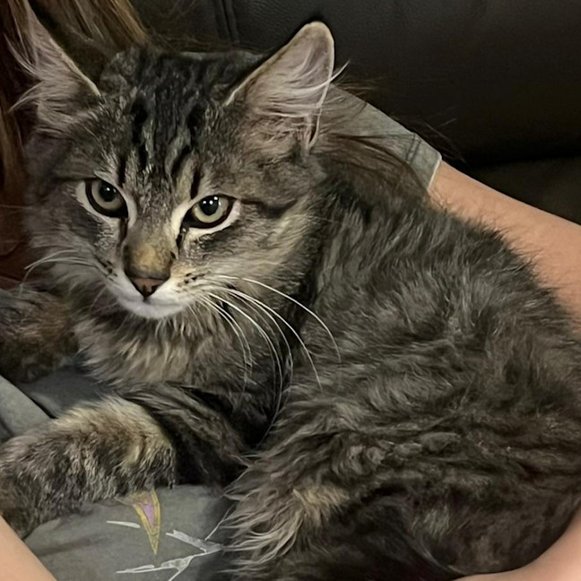 Photo of Mochi