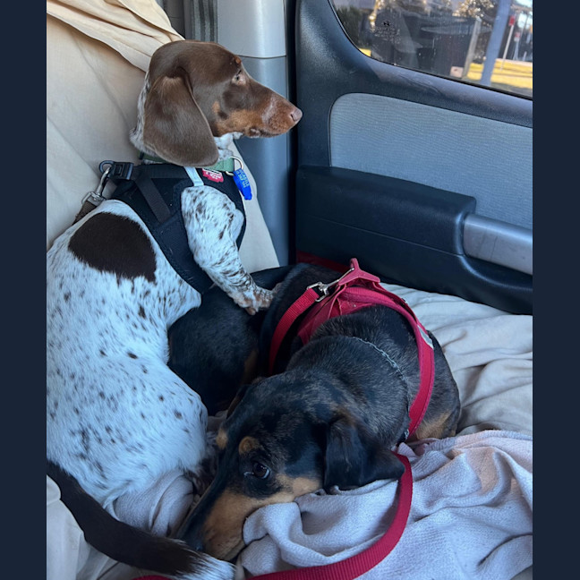 Photo of Charlie   8 Month Old Dachshund