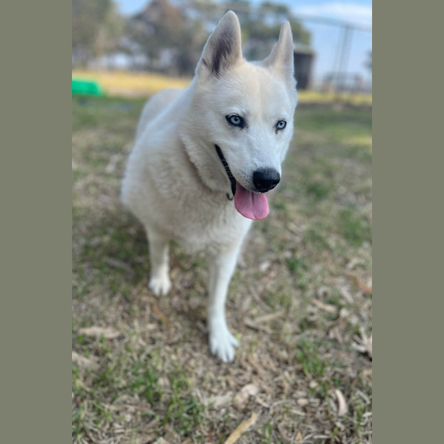 Photo of 🌻 Maya 5035 🌻