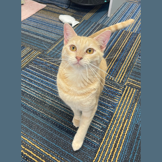 Photo of Loki