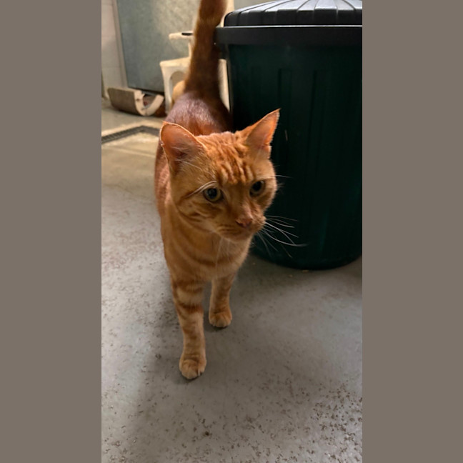 Photo of Cheeto
