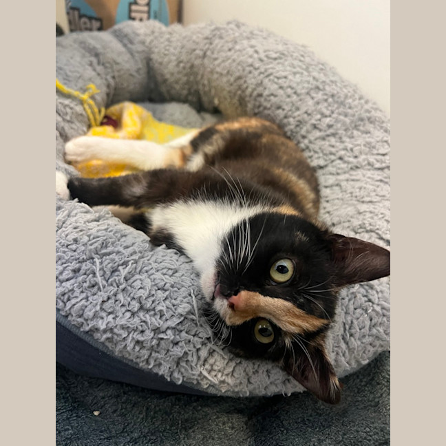 Photo of Lemon