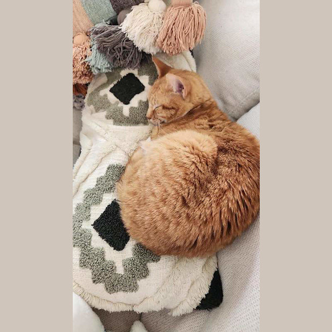 Photo of Goldie