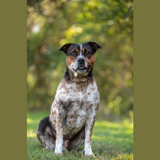 Photo of Brax