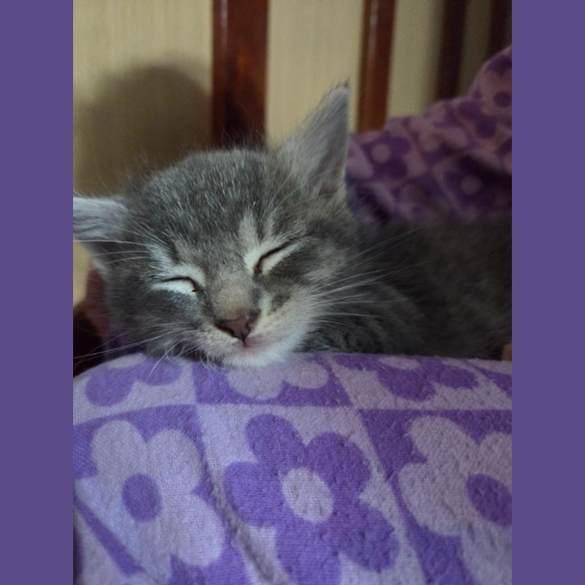 Photo of Tommy