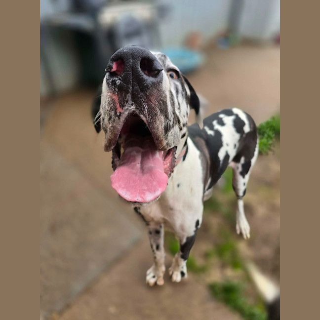 Photo of Darcy