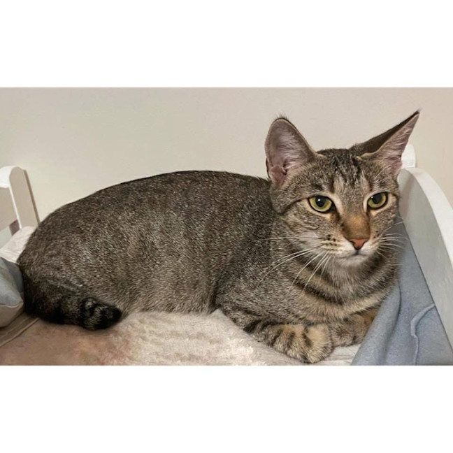 Photo of 12132   Nutmeg