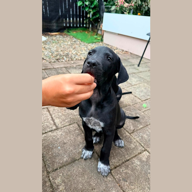 Photo of Socks