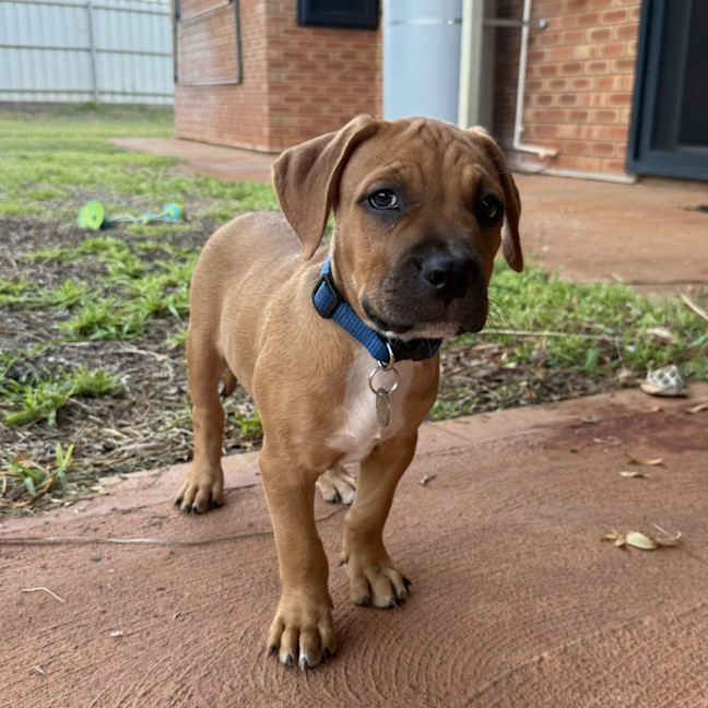 Photo of Huxley