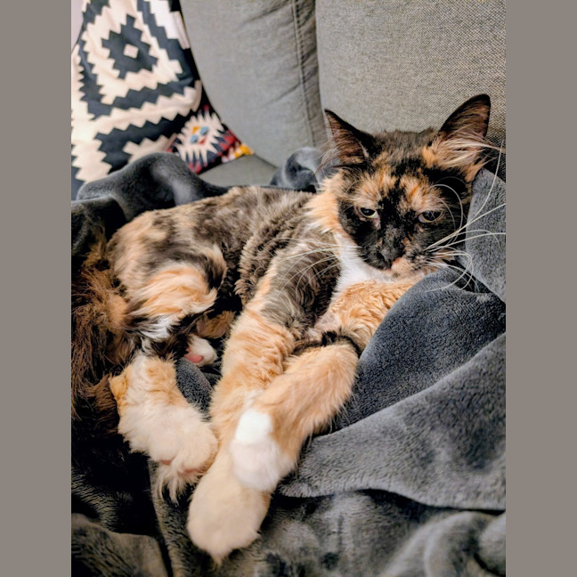 Photo of Charlotte   In Foster Care In Brunswick East