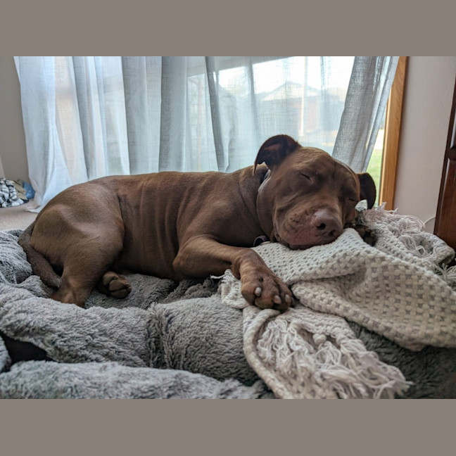 Photo of 🐶 Jeff 🐶