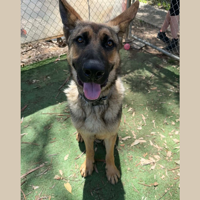 Photo of Chico 