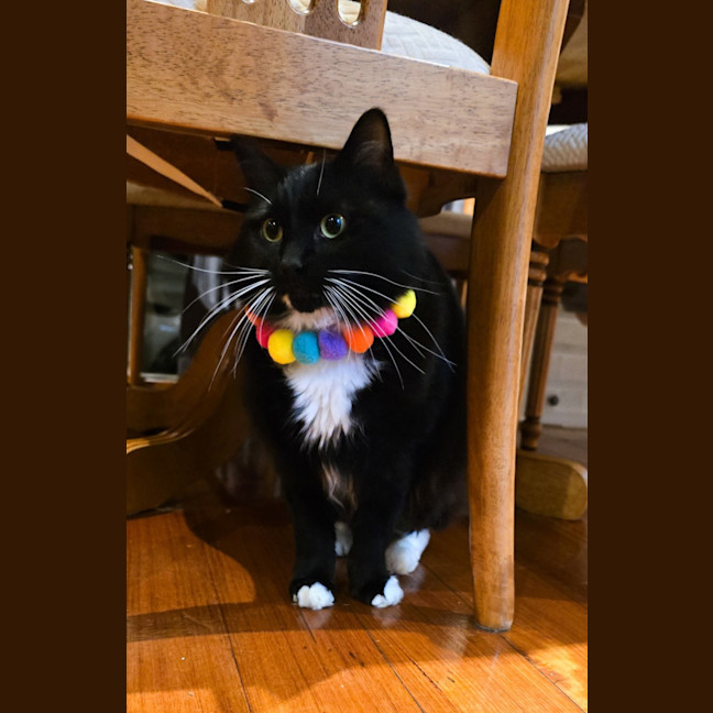 Photo of Lucy