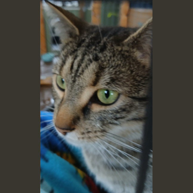 Photo of Pudding 