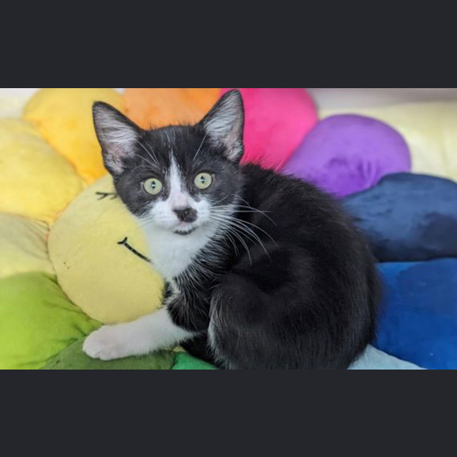 Photo of Ollie