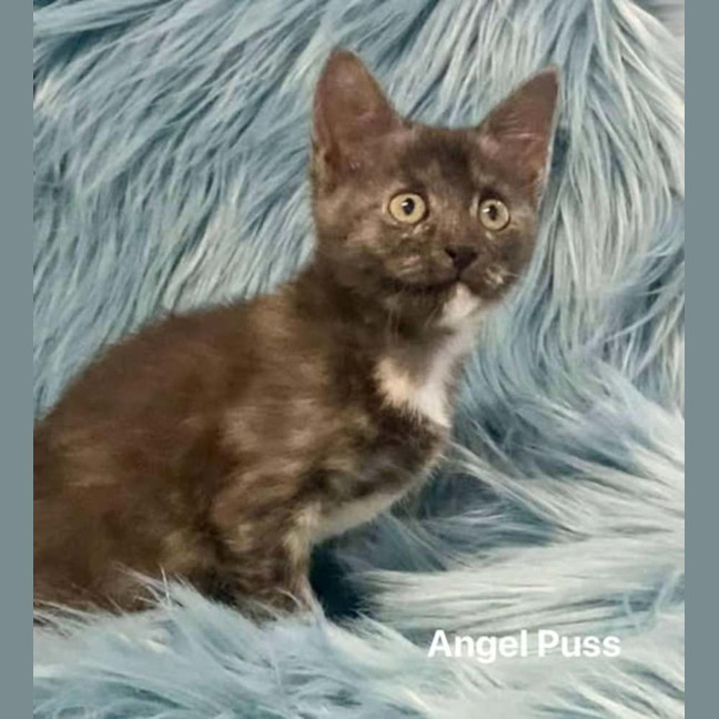Photo of Angel Puss