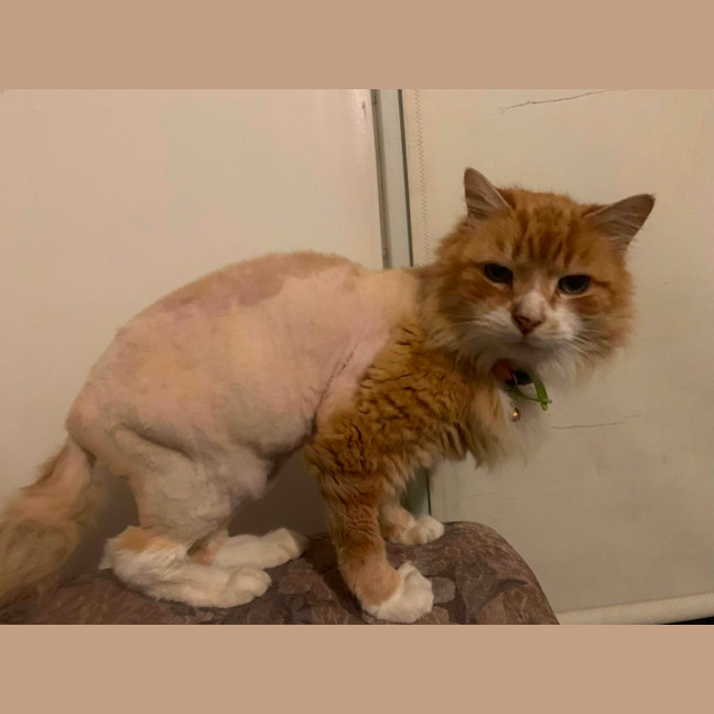 Photo of Chicken Wing