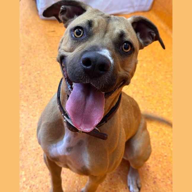 Photo of Bailina Pawsley (Bailey)
