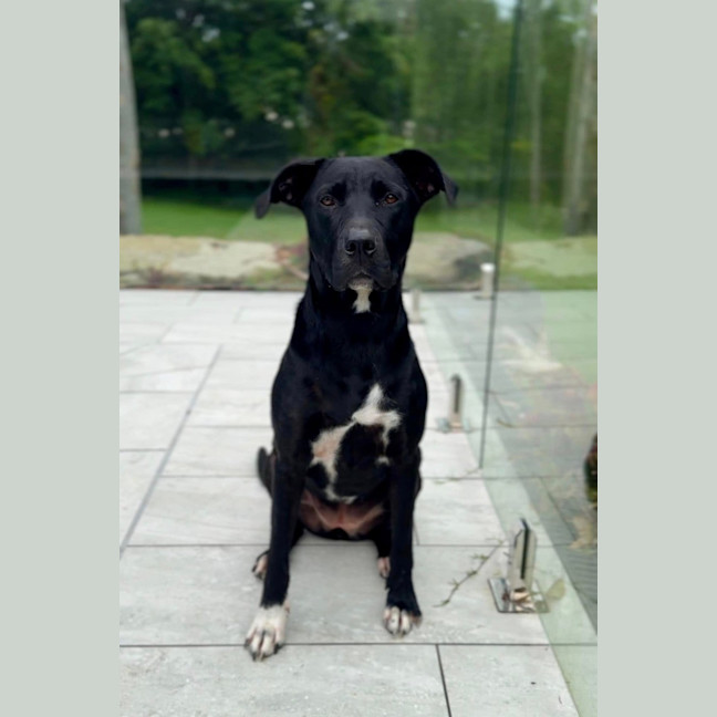 Photo of Tasha *$350 Adoption Fee*